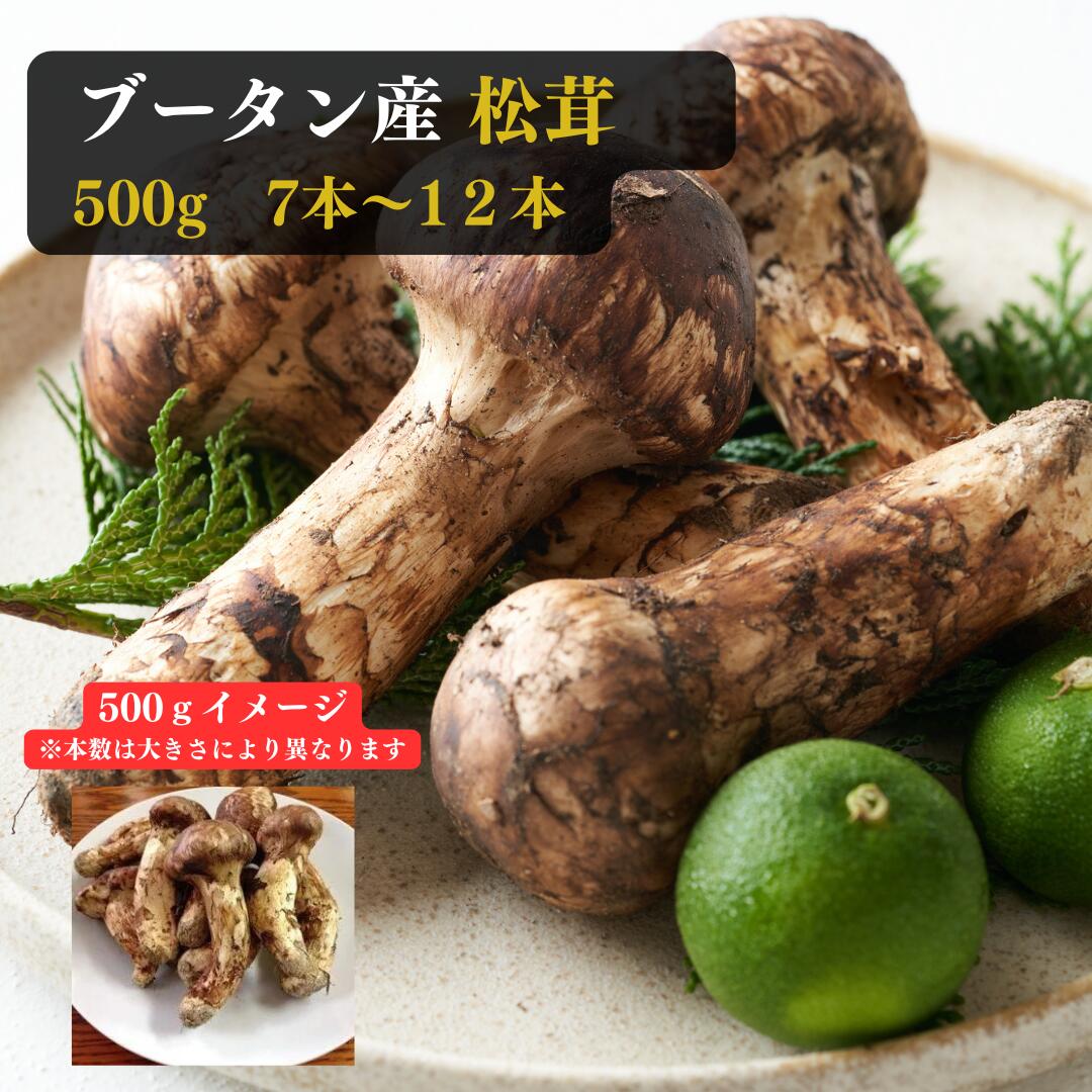 ブータン産 松茸 500g 8月20日頃から9月15日の間にお届け予定 日にち指定不可 時間指定可能 商品の品質上 沖縄県 その他離島はお届け不可 【サイズはM以上でお任せ】 送料・消費税込 松茸ごはん まつたけ ギフト 贈り物 御 内祝 秋の味覚