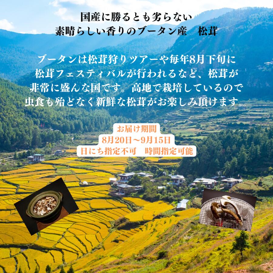 ときいろ フルーツ ギフトのブータン産 松茸 300g 8月20日頃から9月15日の間にお届け予定 日にち指定不可 時間指定可能 商品の品質上 沖縄県 その他離島はお届け不可 【サイズはM以上でお任せ】 送料・消費税込 松茸ごはん 松茸 ギフト 贈り物 御 内祝 秋の味覚｜アングル2