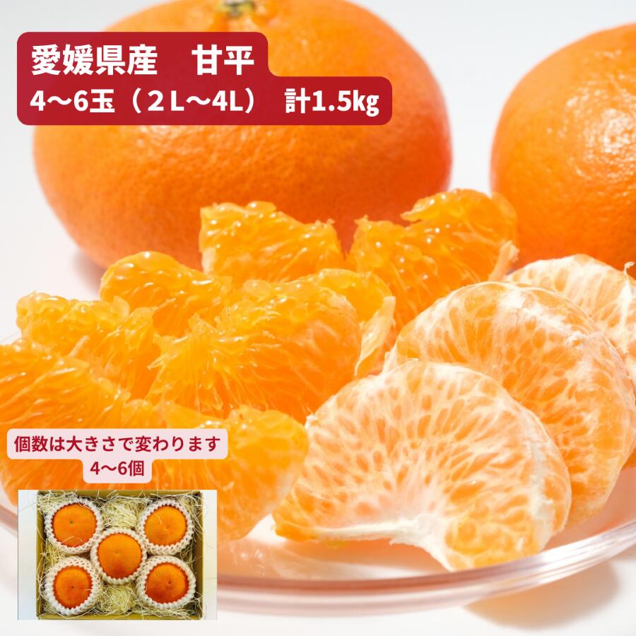 愛媛県産 甘平（ かんぺい ) 1.5kg（4～6玉入）〈 送料・消費税込〉 手土産 コンペ 贈り物 御 祝い 御 結婚 御 礼 御 出産 誕生日返礼 御返し プレゼント 旬 フルーツ 果物 御見舞い かんぺい カンペイ 内祝