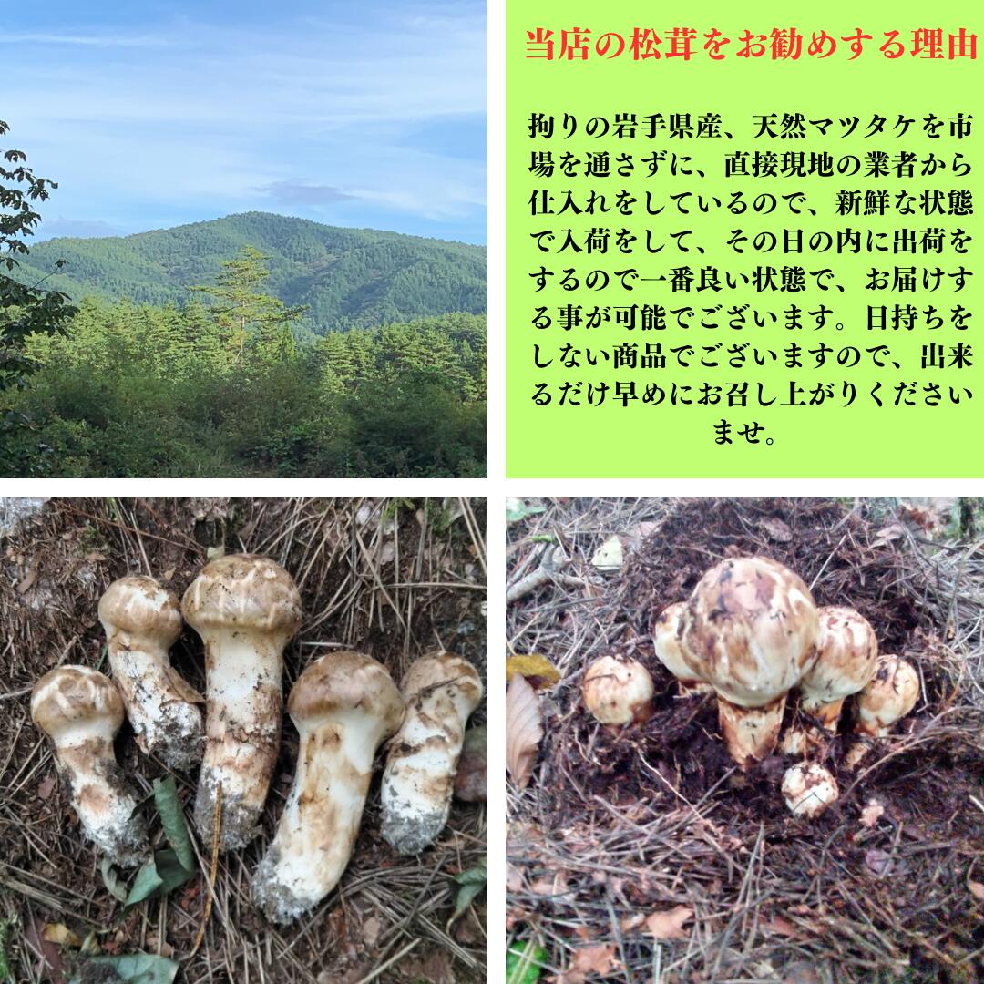 ときいろ フルーツ ギフトの岩手 北三陸 久慈産 極上 松茸 300g つぼみ限定 9月25日頃から10月10日の間にお届け予定 日にち指定不可 商品の品質上 沖縄県 その他離島 お届け不可 時間指定可【サイズはM以上でお任せ】 送料・消費税込 天然 松茸ごはん 国産 岩手産｜アングル2