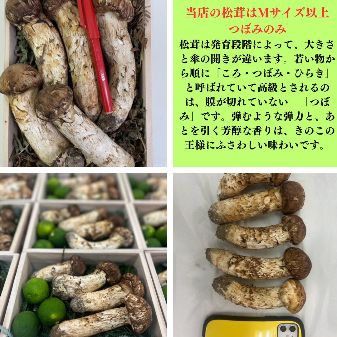 ときいろ フルーツ ギフトの岩手 北三陸 久慈産 極上 松茸 300g つぼみ限定 9月25日頃から10月10日の間にお届け予定 日にち指定不可 商品の品質上 沖縄県 その他離島 お届け不可 時間指定可【サイズはM以上でお任せ】 送料・消費税込 天然 松茸ごはん 国産 岩手産｜アングル3