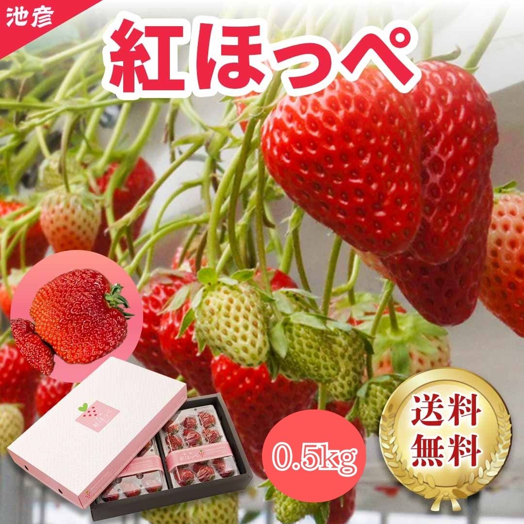 静岡県産 紅ほっぺ いちご 生食用 0.5kgギフト　贈答　プレミアム　お歳暮