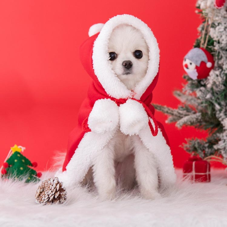 �ڥå��� �ޥ�� ������ ���󥿥������� ���� ���� �� ���󥿥����� �ɥå������� ���� ������ �淿�� ���ꥹ�ޥ� �������塼�� ���� ����