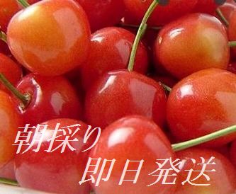 誠に申し訳ありませんがこの商品につきましては6月20日頃からの発送になります 内　　　容 長野産 さくらんぼ(佐藤錦など）バラ済みまたはパック約400g贈答用不向き 保存方法 冷　　蔵 出　　　荷 収穫の都合上、申し訳ありませんがこの商品は発送日の指定はできません。豊かなで安心な志賀高原からの水、さくらんぼに適した昼夜の寒暖差の中、美味しく育ったさくらんぼです 　　　　 美しい色艶と上品なジューシーの味わい 紅色の宝石とさえ言われる信州産さくらんぼ 無選別の旬のおいしさをお召し上がりください