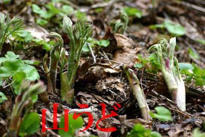 志賀高原山麓で採れたたものを発送します !5月上旬より発送予定!【数量に限りがあります】【予約販売】長野産 天然山うど 約500g 志賀高原山麓で採れたたものを発送します !5月上旬より発送予定!【数量に限りがあります】【予約販売】長野産 天然山うど 約500g