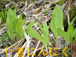 4月下旬より5月末頃まで発送予定！【朝採り新鮮発送】長野産　行者にんにく　約100g