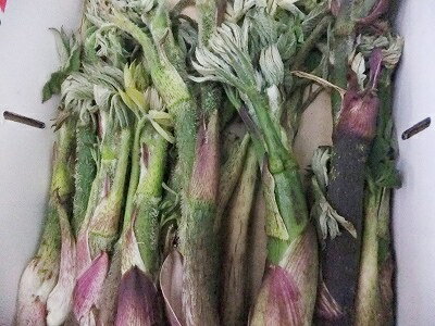 志賀高原山麓で採れたたものを発送します　！5月上旬より発送予定！【数量に限りがあります】【予約販売】長野産　天然山うど　約500g