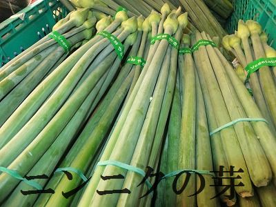 5月下旬頃からの注文順発送！産地だからある希少！ニンニクの芽　長野産　約100g