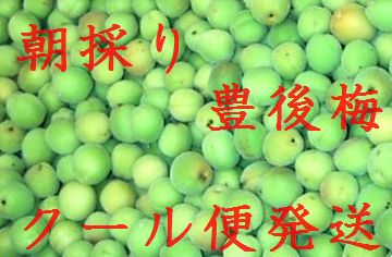 6月下旬から発送!数に限りがあります!予約販売です! 【朝採り新鮮発送】梅酒や梅干用に!長野産 豊後梅(ぶんごうめ) 約5k(終盤になると黄色っぽくなります)