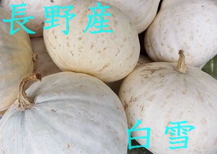 8月より発送!【数量限定!予約販売!長野産 高級かぼちゃ 白雪かぼちゃ 約8k