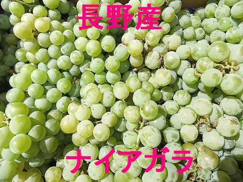 誠に申し訳ありませんがこの商品につきましては9月中旬頃からの注文順発送になります 内　　　容 長野産 ナイアガラ 　約2k 保存方法 冷　　蔵 出　　　荷 収穫の都合上、またよりよい商品をお送りするため、申し訳ありませんがこの商品は発送日の指定はできません。時間指定は可能です　