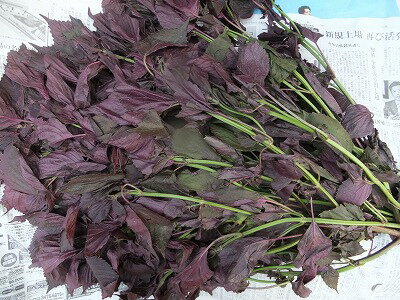 7月ごろより9月まで発送 量限定 健康食材 朝採り新鮮 寒暖差の中で育った 長野産 赤紫蘇 赤シソ 約2500g 種類により葉の裏が緑のものもあります 