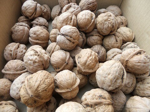 送料無料!2025年産 予約販売!11月ごろより発送!クルミの生産量日本一 長野産 天然 菓子クルミ(くるみ) 約2k