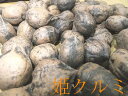 2023年産　予約販売 11月中旬ごろより発送予定　クルミの生産量日本一　長野産　天然姫クルミ（くるみ）　約1k