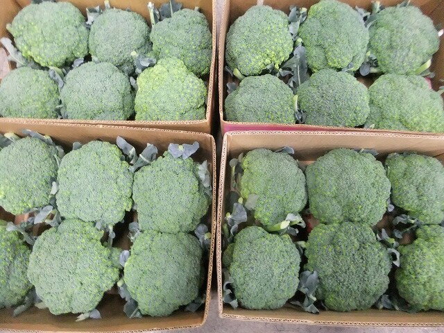 朝採りしたものを発送! 【数量限定】安全・安心な長野産【いきいき農園】ブロッコリー 10個セット(4.5.6月、10月から11月まで発送)