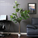 人工観葉植物 H155 FICUS フィカス カシワバゴム インテリア 大型 造花 フェイクグリーン ゴムの木 観葉植物 インテリアグリーン グリーン ギフト ...