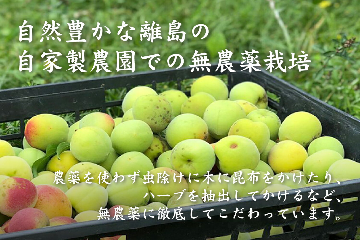 無農薬梅干し「壱梅」塩分18％ 100g 自然栽培で育てた無農薬南高梅使用 無添加 オーガニック 有機 手づみ 手摘み 母の日 父の日 お中元