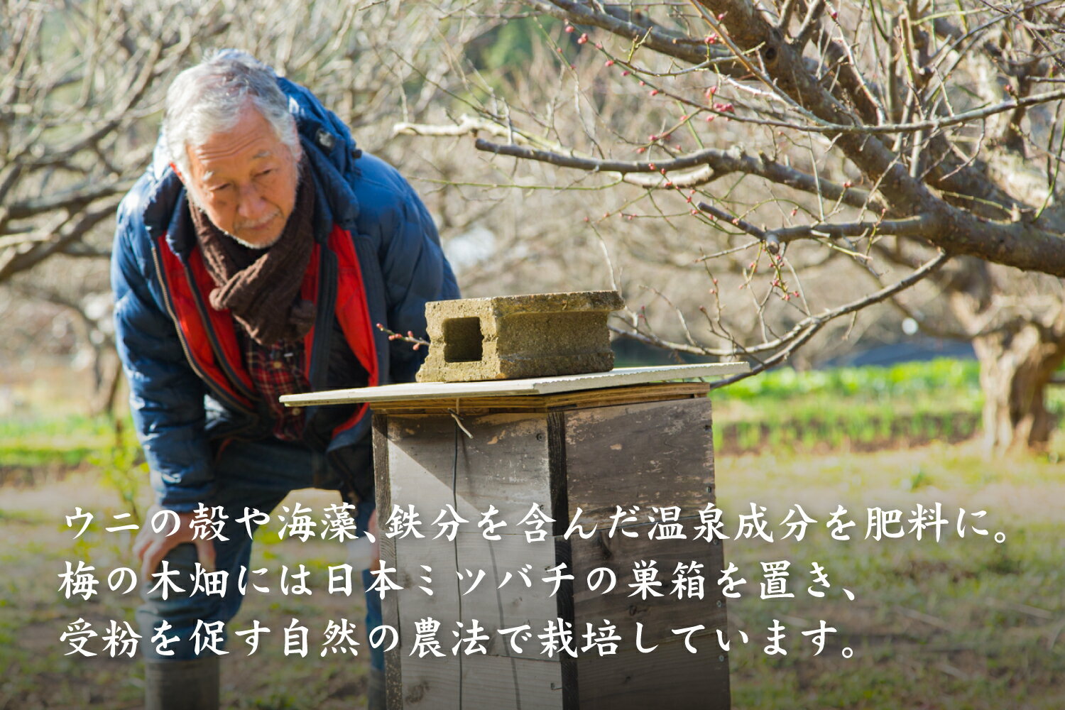 無農薬梅干し「壱梅」塩分18％ 100g 自然栽培で育てた無農薬南高梅使用 無添加 オーガニック 有機 手づみ 手摘み 母の日 父の日 お中元