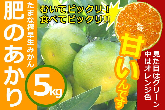 【JA直送】熊本県産 極早生みかん「肥のあかり」 約5kg 玉名 天水みかん 蜜柑 贈答 小玉 秀品 赤秀 JAたまな 農協のサムネイル