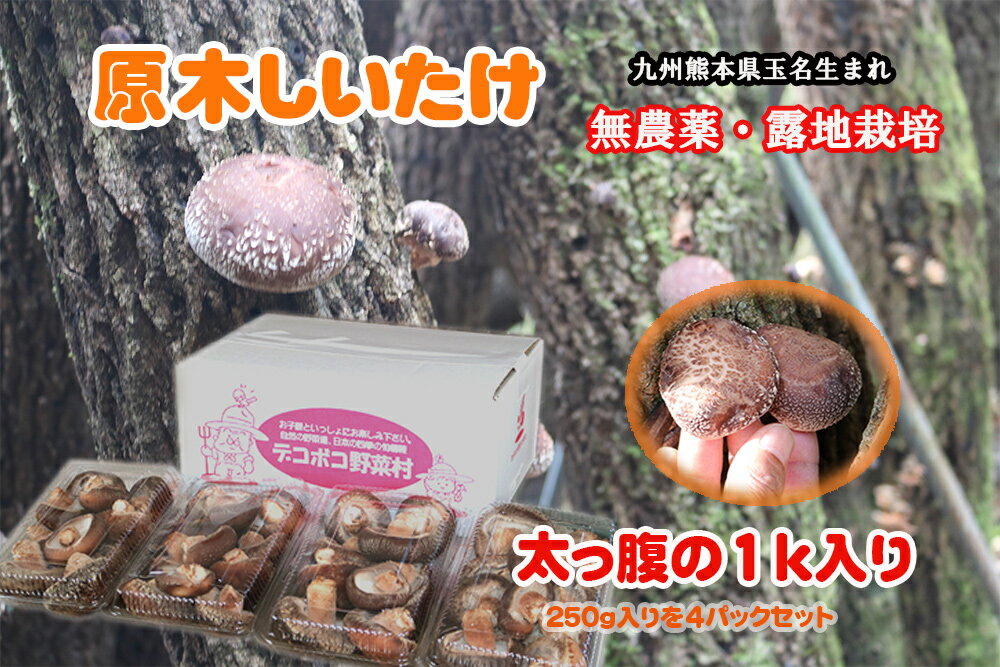 熊本県産 原木生しいたけ 1kg 無農薬 路地栽培 肉厚 生椎茸 玉名 和水 どんぐり栽培 原木椎茸 お徳用 産地直送 JA 直売所 農家直送のサムネイル