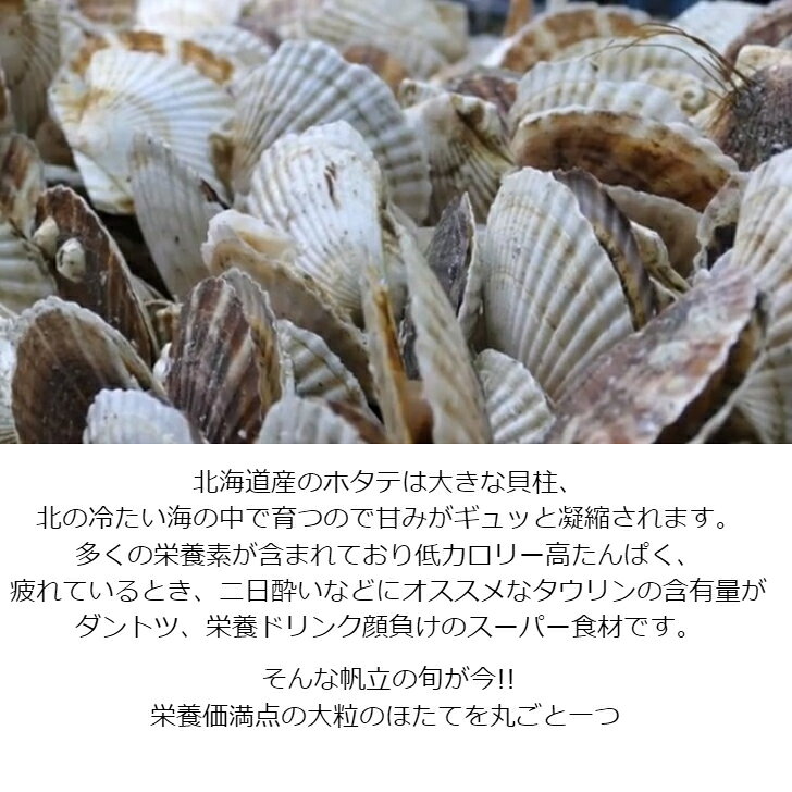 大粒ほたて唐揚げせんべい ikoidokoro-10000172 えびせんパーク サンプル画像3