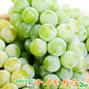 【9月中旬頃発送予定】 ナイヤガラ 秀品L〜2Lサイズ2kg...