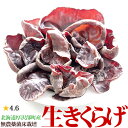 生きくらげ 国産 北海道産 量を選べる 500g 1kg プルコリ食感 わさび醤油 しゃぶしゃぶ 中華料理 木耳 お返し 敬老の日 ギフト