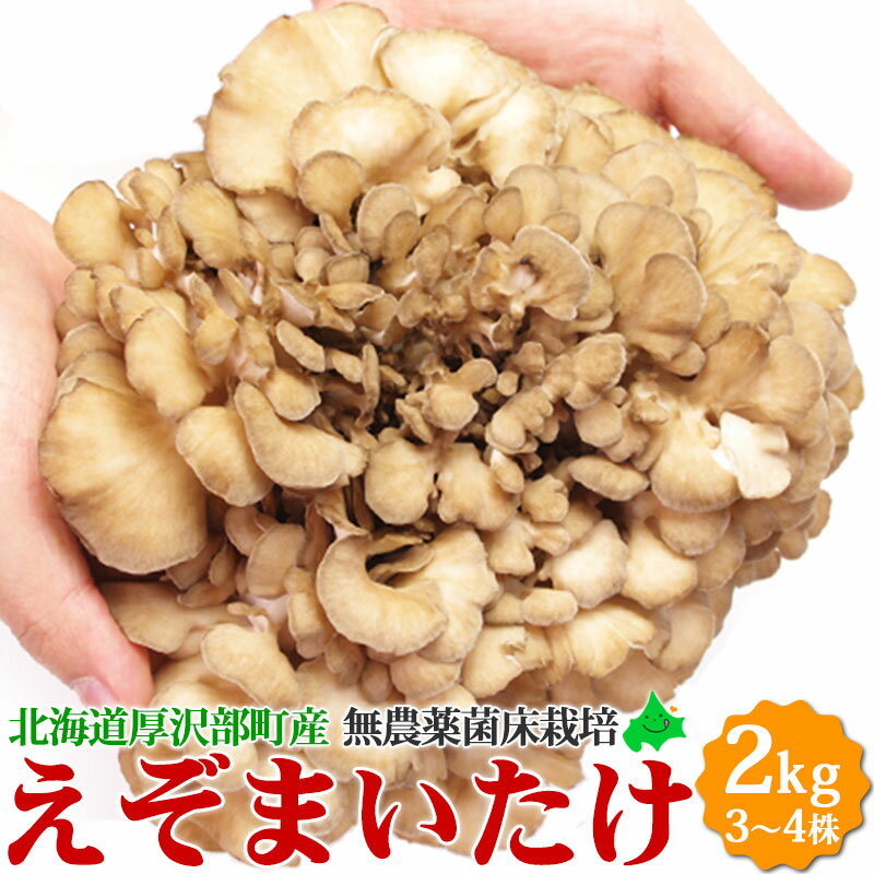 蝦夷 舞茸 ( えぞ まいたけ ) 2kg（3～4株） 無農薬 北海道産 厚沢部町 送料無料 国産 きのこマイタケ キノコ 北海道 食材 野菜 食品 ・フード ギフト お取り寄せ お土産 内祝 贈り物 無農薬野菜 お礼 2023 お歳暮 御歳暮 冬ギフト