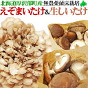 えぞまいたけ(舞茸)・生しいたけセット 北海道産 無農薬 北