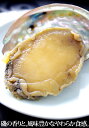 商品画像2:【エゾアワビのやわらか煮 貝殻つき・肝つき 80g×3個セット】北海道産 送料無料 お祝い事のお料理に ギフト対応可能 内祝 お返し 贈り物 | 煮あわび あわび 肝 アワビ 鮑 蝦夷アワビ 北海道 ご当地グルメ お取り寄せグルメ ご飯のお供 出産祝い おせち 具材 お歳暮 冬ギフト
