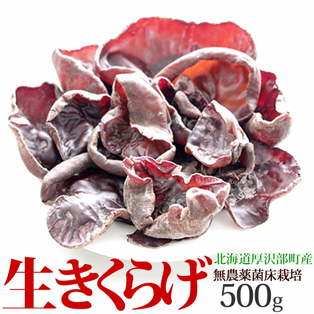 ＼ポイント5倍♪／生 きくらげ 国産 500g 北海道産 送料無料 無農薬 ビタミンD 菌床 温泉熱利用のプルコリ食感 木耳 生 きくらげ 食材 野菜 きのこ キノコ ギフト 贈り物 お返し 無農薬野菜 お礼 冷蔵 お取り寄せ 食物繊維