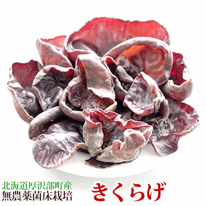 きくらげ 生 国産 北海道 無農薬 ビタミンD 菌床 栽培 温泉熱利用のプルコリ食感 木耳 キクラゲ キノコ..