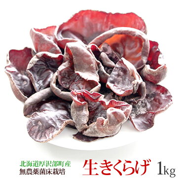 【生きくらげ 国産 1kg】 送料無料 無農薬 菌床 栽培 温泉熱利用のプルコリ食感 キクラゲ 木耳|生 きくらげ 食材 野菜 食品 ・フード きのこ キノコ ラーメン 具 具材 北海道 ギフト 贈り物 ご当地 内祝い お土産 お返し 無農薬野菜 お礼