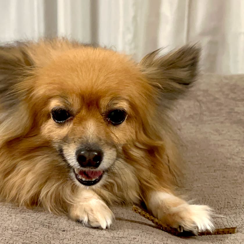 犬 おやつ 無添加 国産 魚のおやつ 鰻頭 うなぎ骨 うなぎボーン 小型犬 中型犬 大...