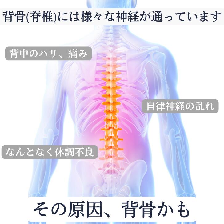 背中 ストレッチ マッサージ 背骨 脊椎 ローラー ローラーフォーム 猫背 筋膜リリース 姿勢 肩こり 解消 頚椎 胸椎 腰椎 矯正 指圧 ツボ押し 自律神経 健康 体調 偏頭痛 整体枕 ギフト プレゼント