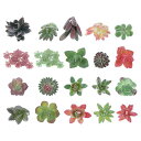 PATIKIL人工多肉セット20個人工多肉植物庭や家庭用机装飾アレンジメントDIYクラフト用フェイク花カラー
