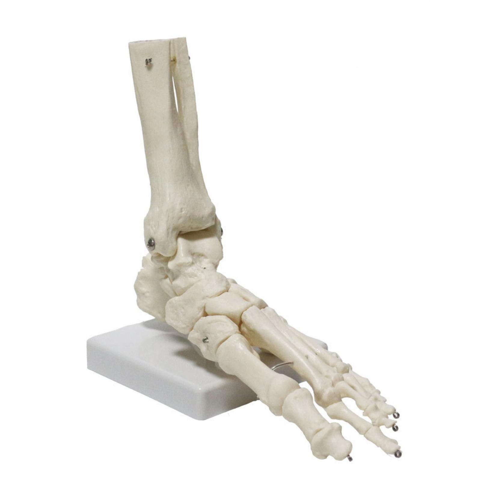 【あす楽】 【送料無料】 sac taske 足 人体模型 骨格標本 足関節 可動 模型 骨 人体 骨格 リハビリ 教材 医学(単品)