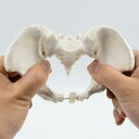 【あす楽】 【送料無料】 sac taske 骨盤 人体模型 骨格標本 可動 仙骨 股関節 模型 骨 人体 リハビリ 教材 女性(1/2サイズ)