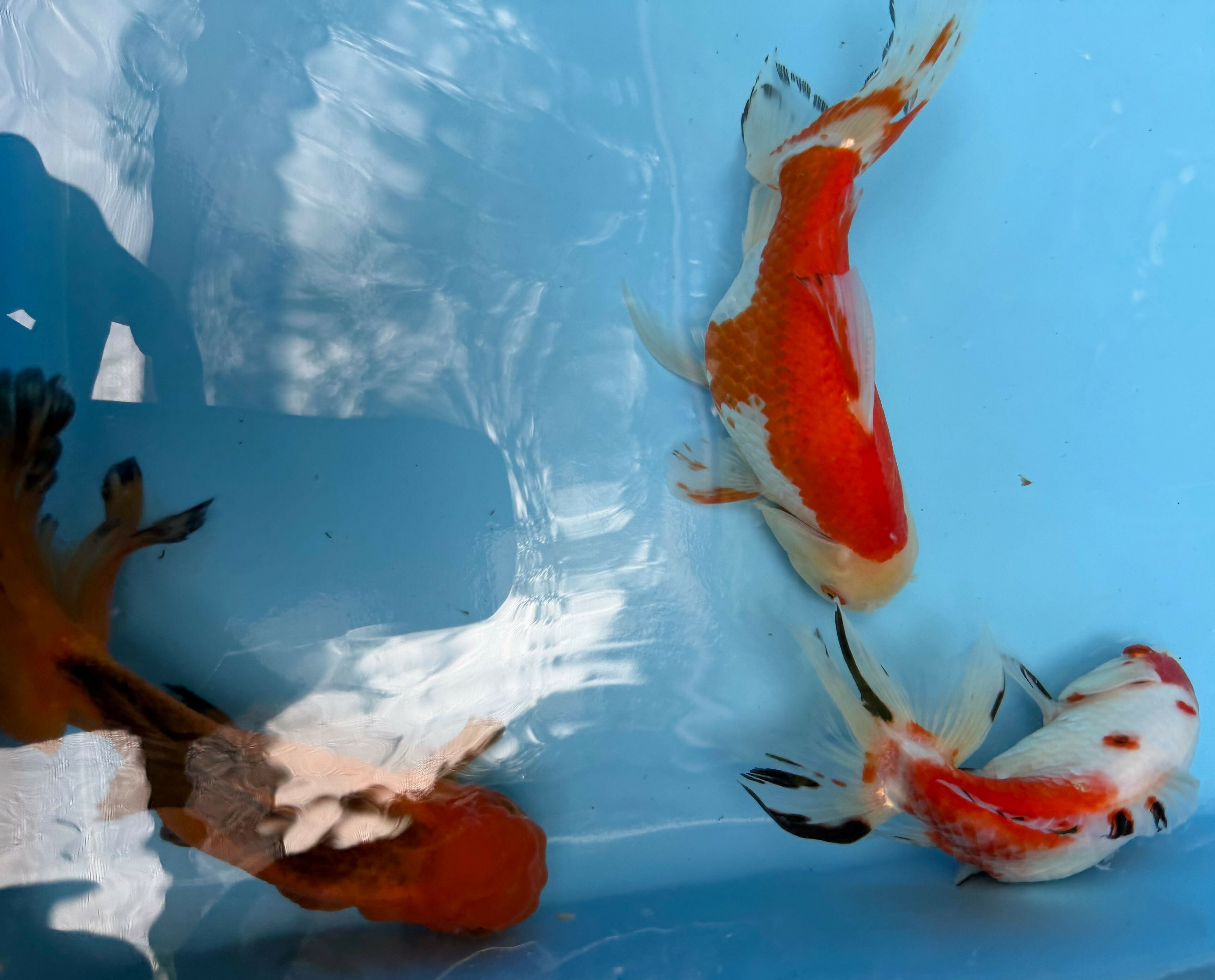 獅子頭　3匹セット