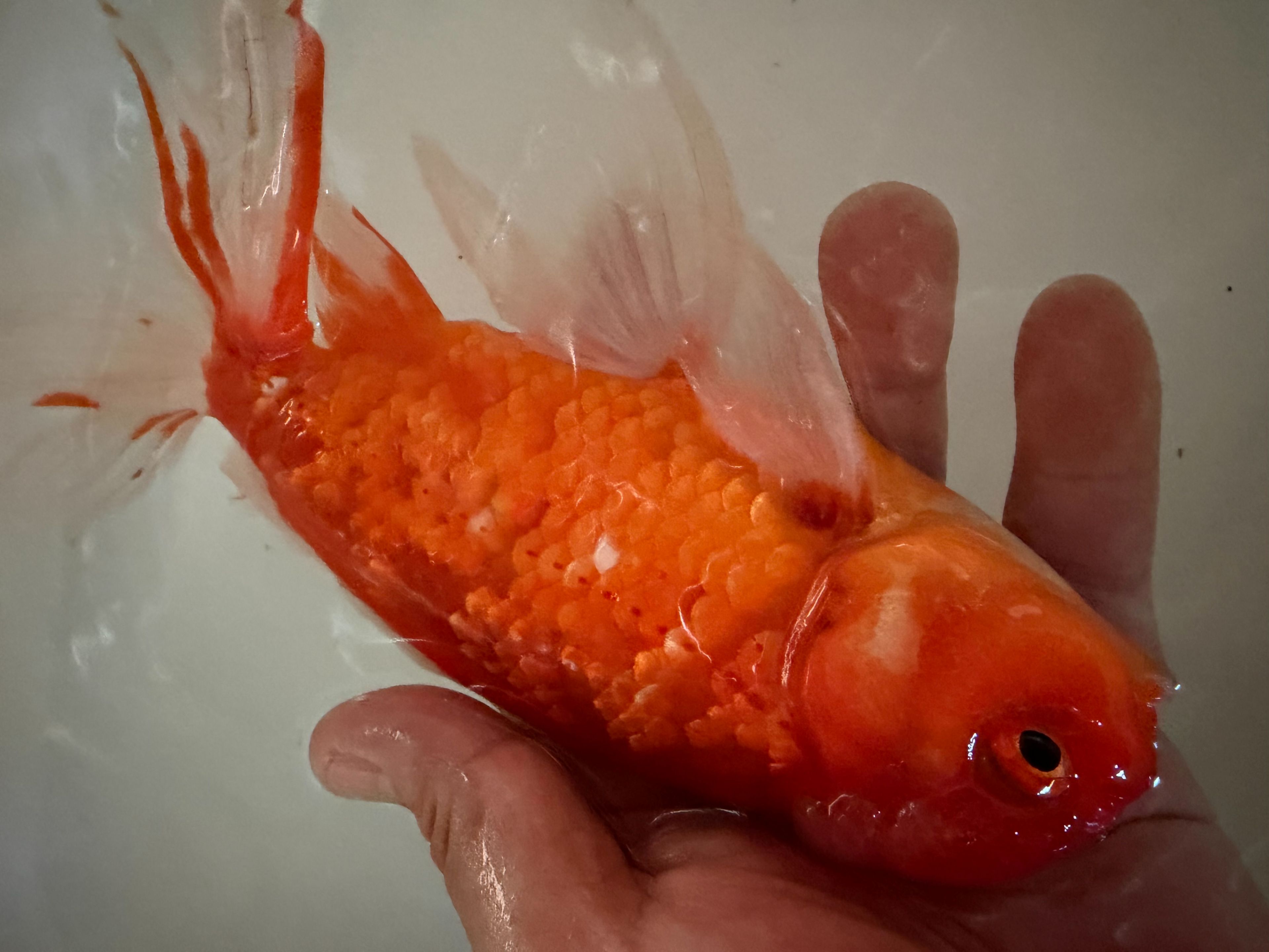 極上ジャンボ獅子頭　大型個体　約25cm