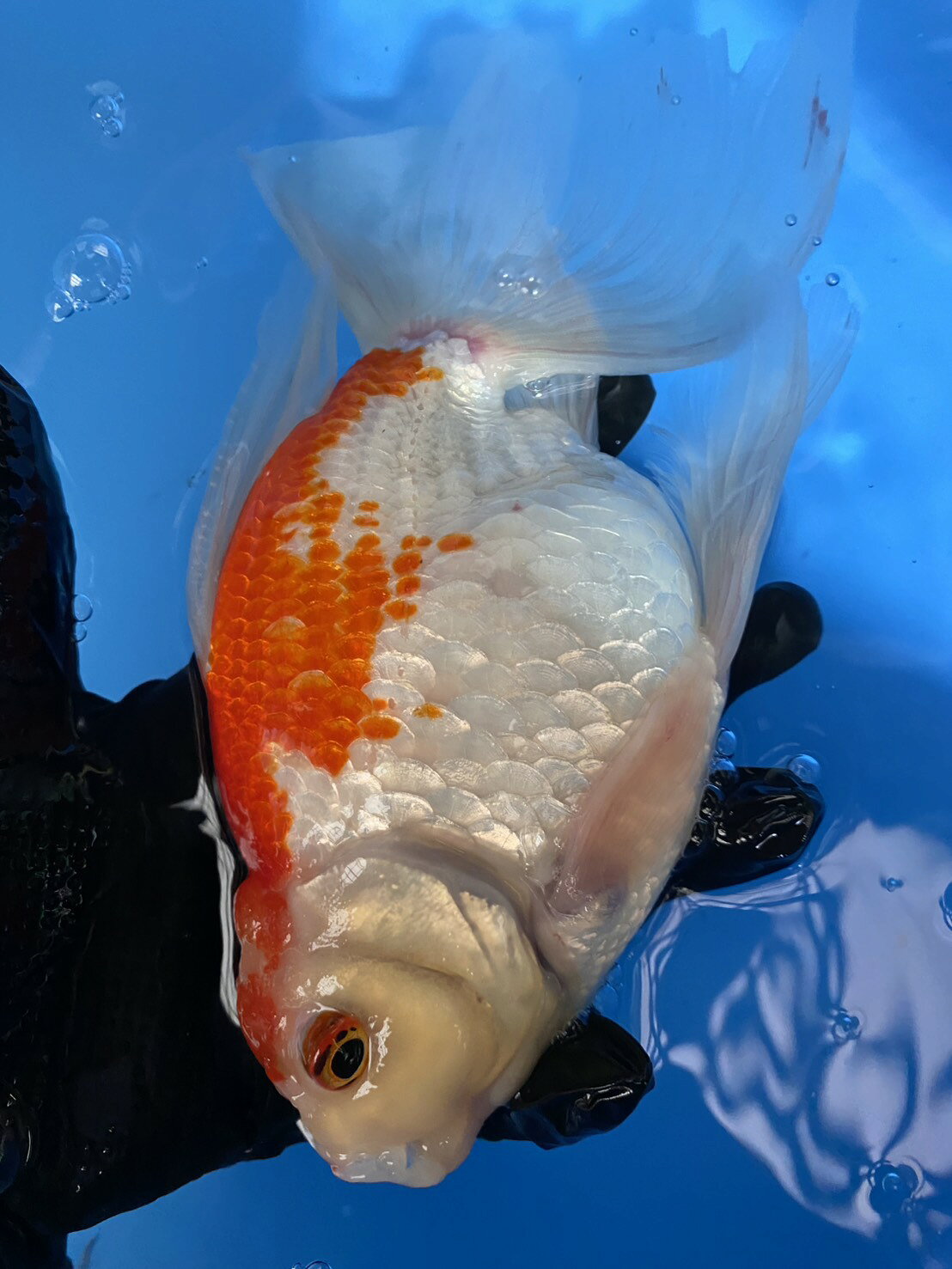 極上ジャンボ獅子頭　大型個体　更紗　約24cm