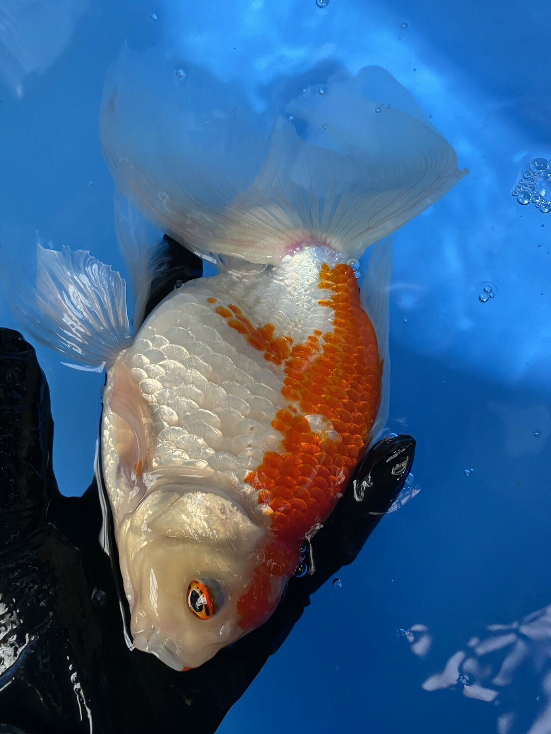 極上ジャンボ獅子頭　大型個体　更紗　約24cm