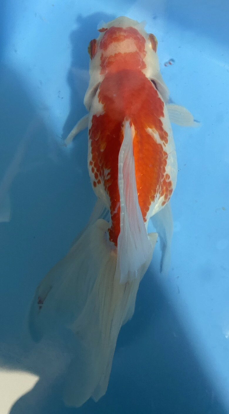 極上ジャンボ獅子頭　大型個体　更紗　約24cm