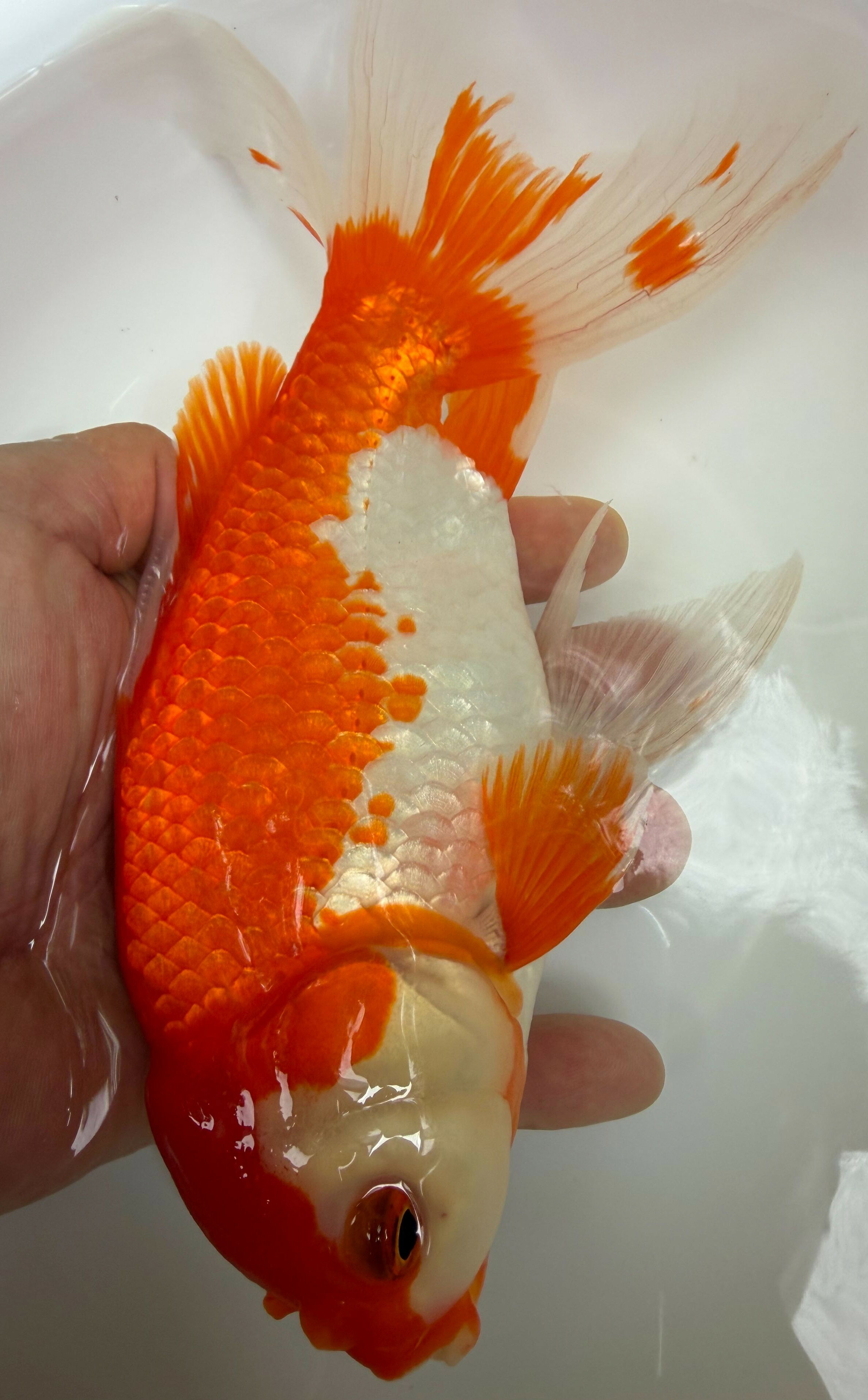 その他 大型金魚 ジャンボ獅子頭(20cm)売ります。