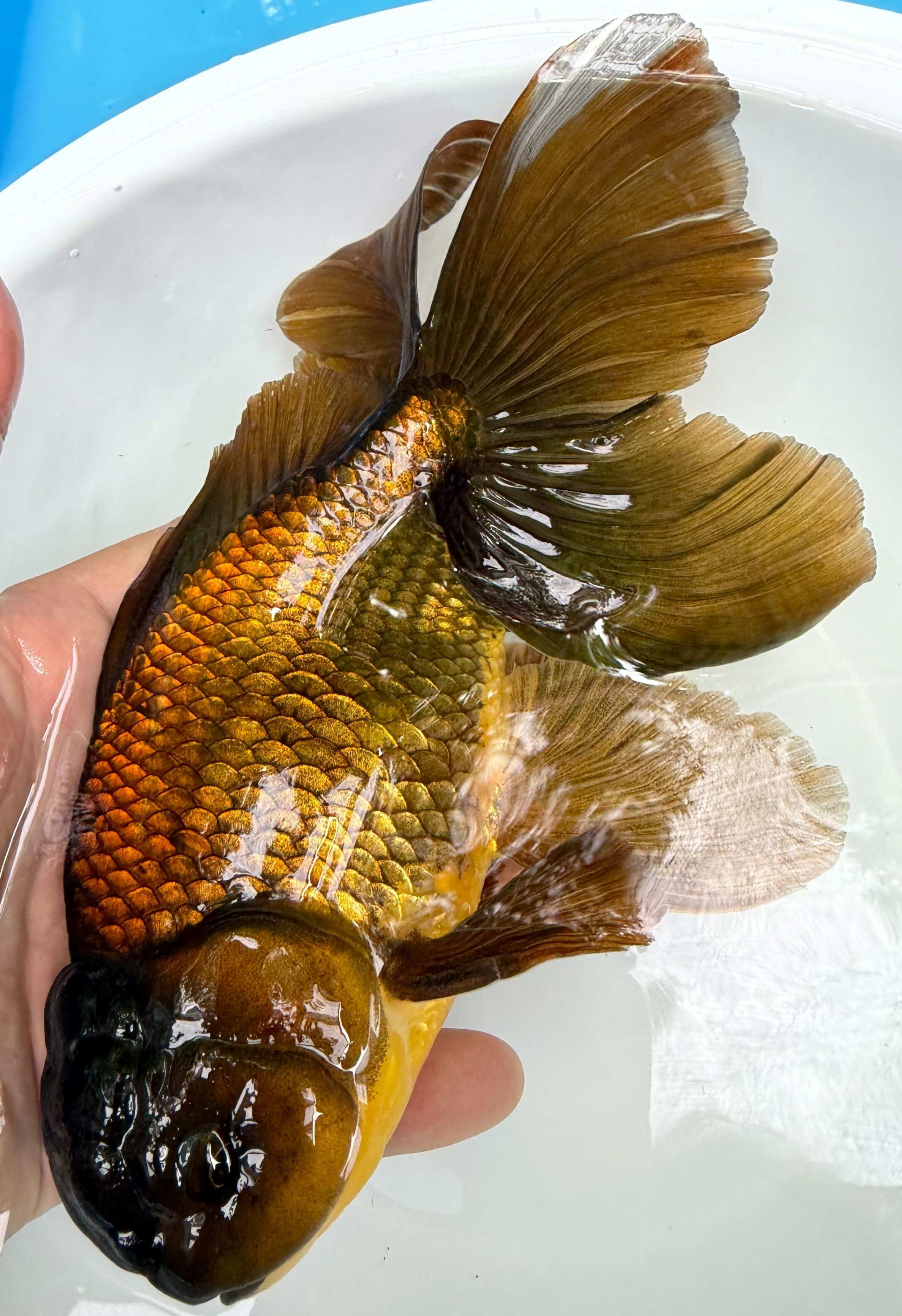 極上ジャンボ獅子頭　大型個体　鉄　尾長　約23cm