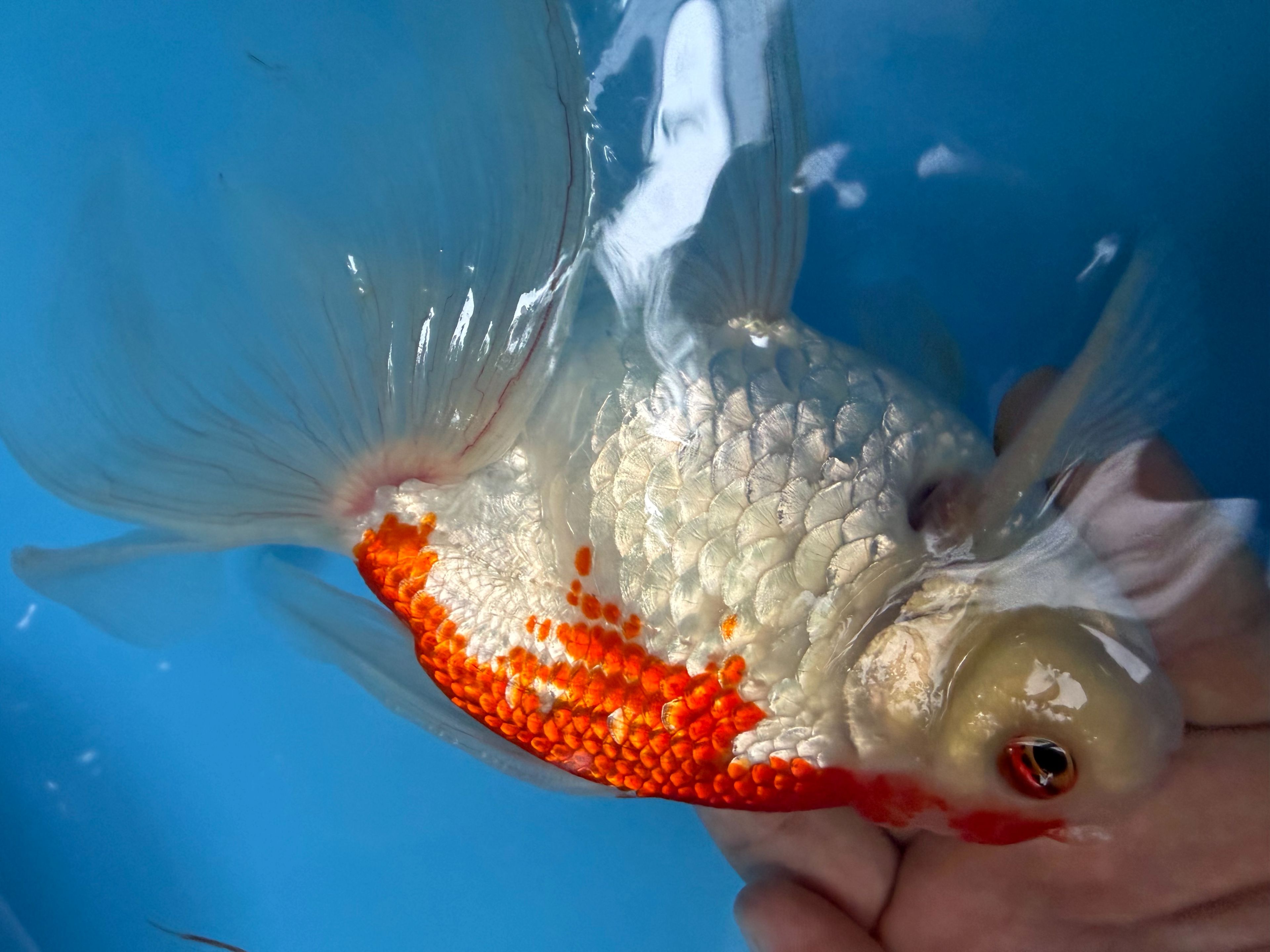 ジャンボ獅子頭　更紗　約22cm