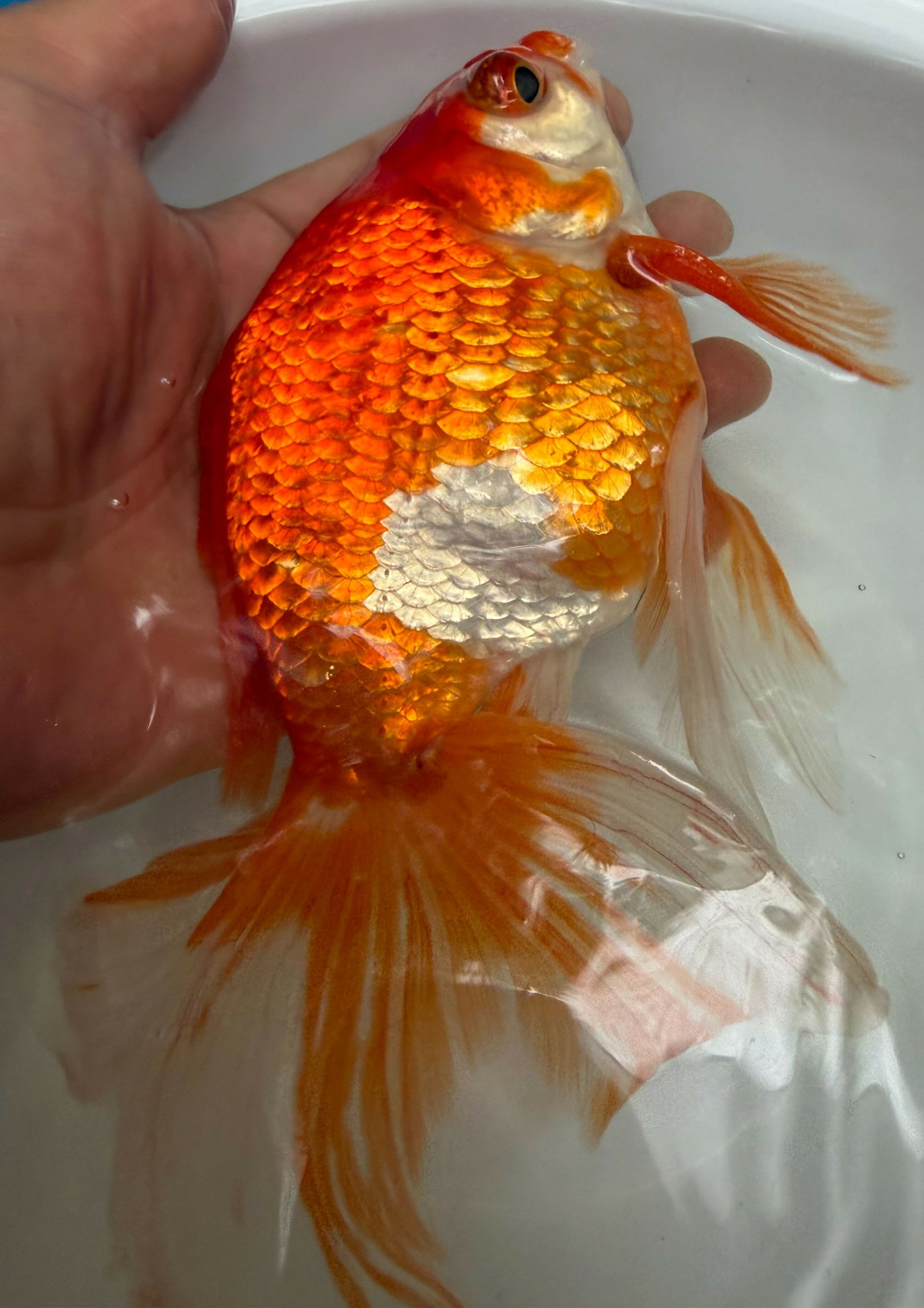 極上ジャンボ獅子頭　大型個体　更紗　約24cm