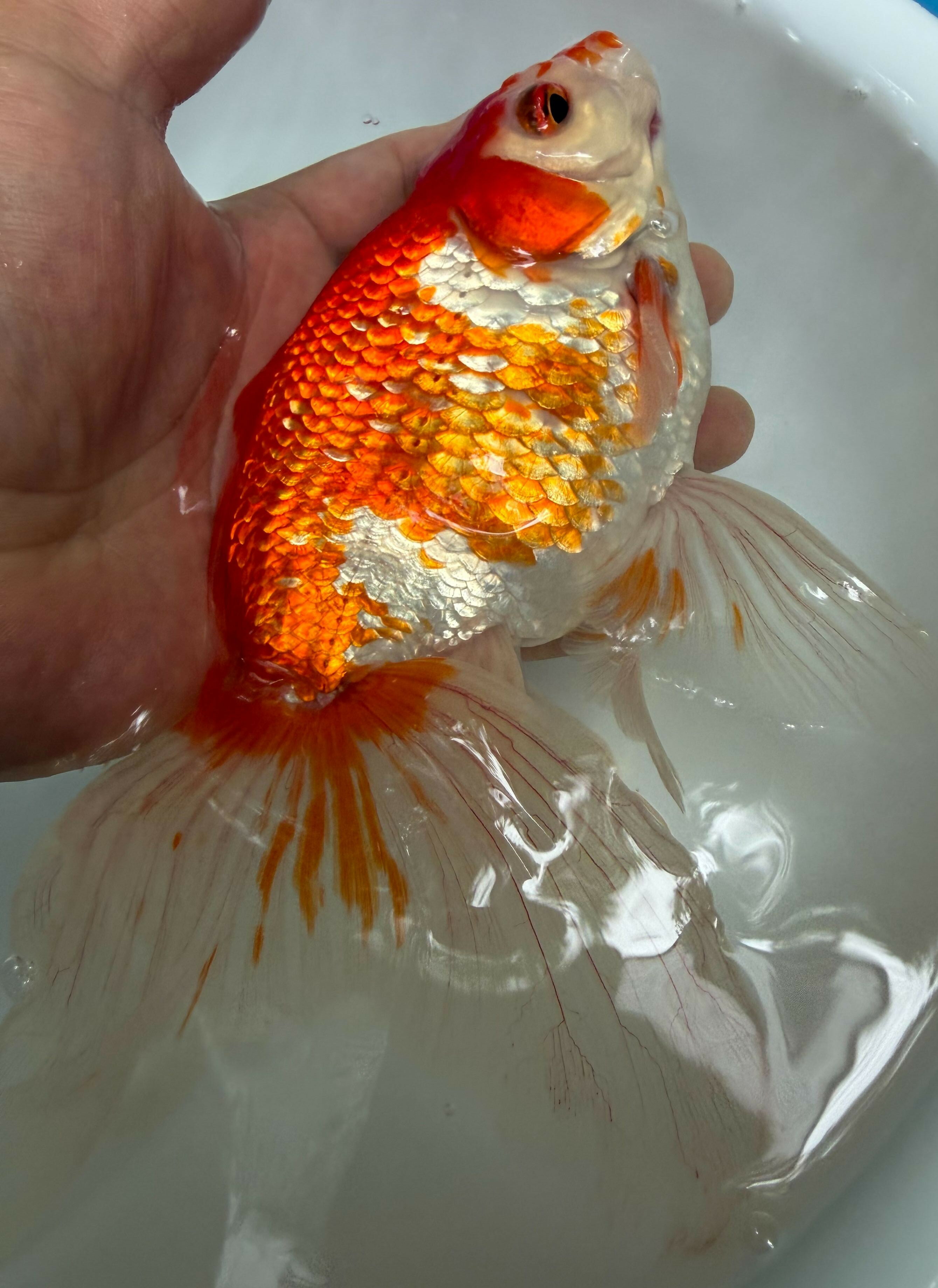極上ジャンボ獅子頭　大型個体　更紗　約25cm