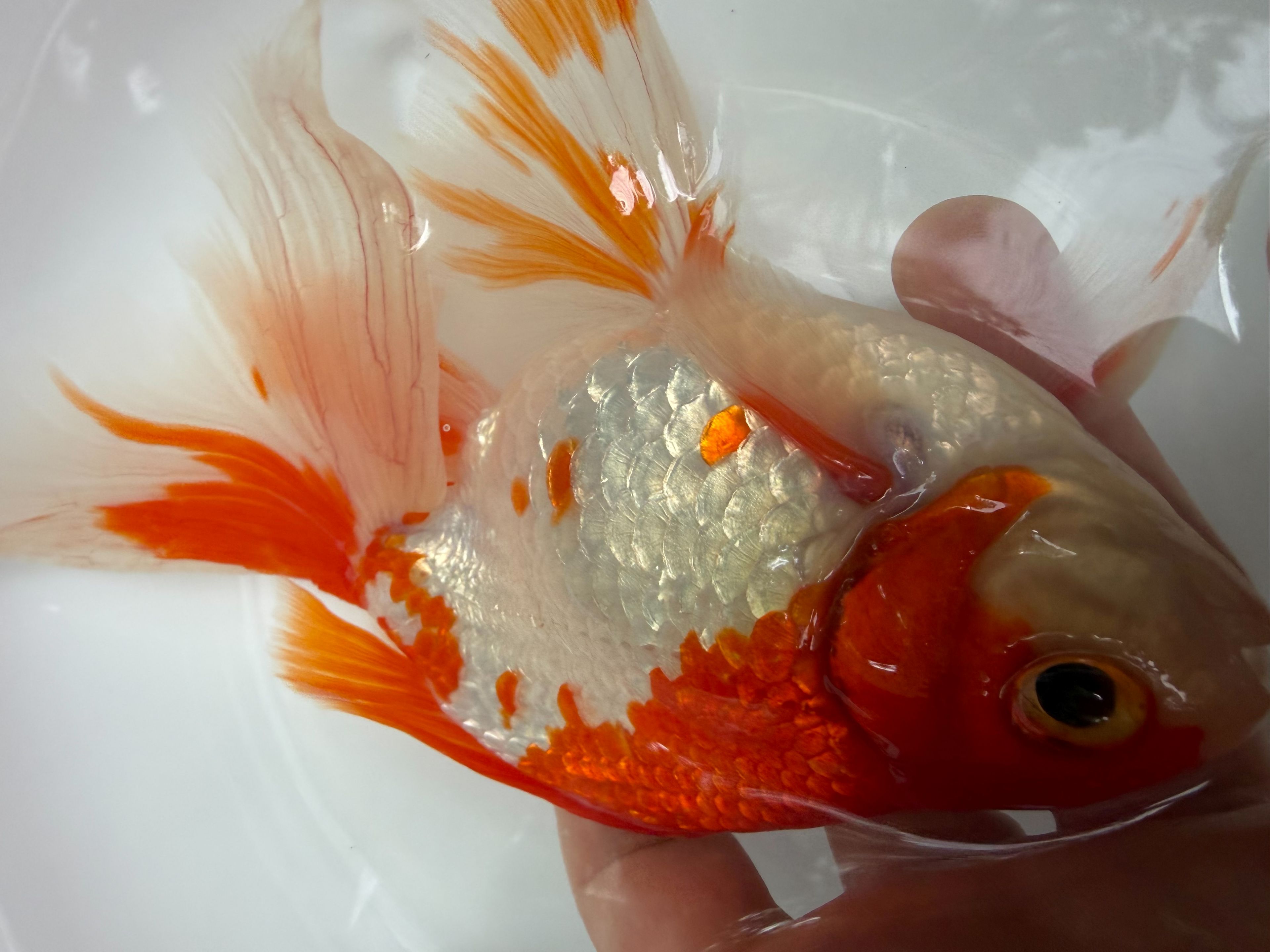 極上ジャンボ獅子頭　大型個体　更紗　約22cm