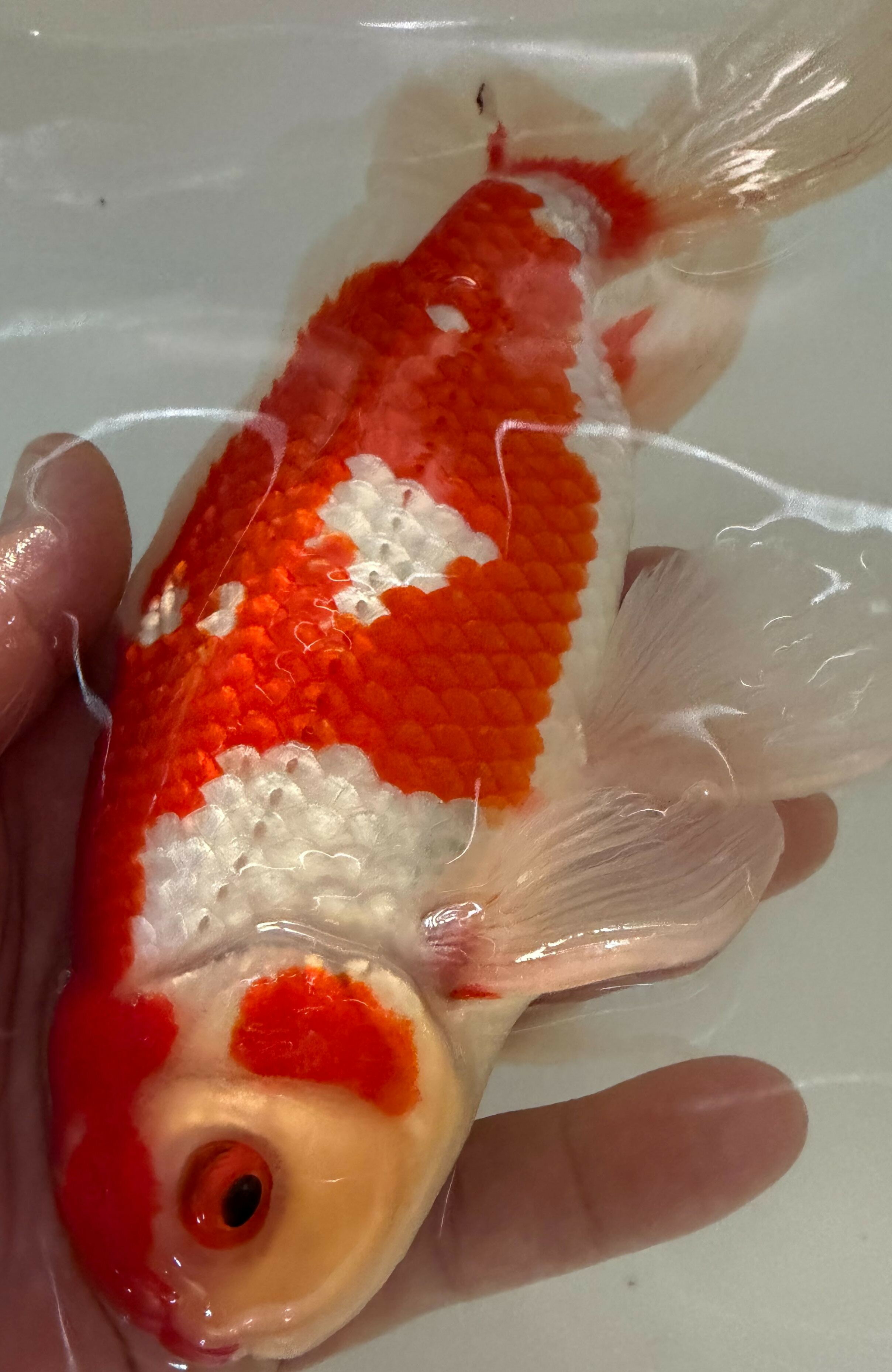 極上ジャンボ獅子頭　大型個体　赤勝ち更紗　約25cm